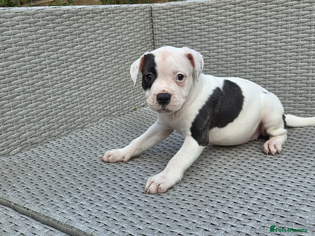 Staffordshire Bull Terrier dogs for sale: Beautiful Long-legged Staffy Puppies  in Dartford - Advert 2