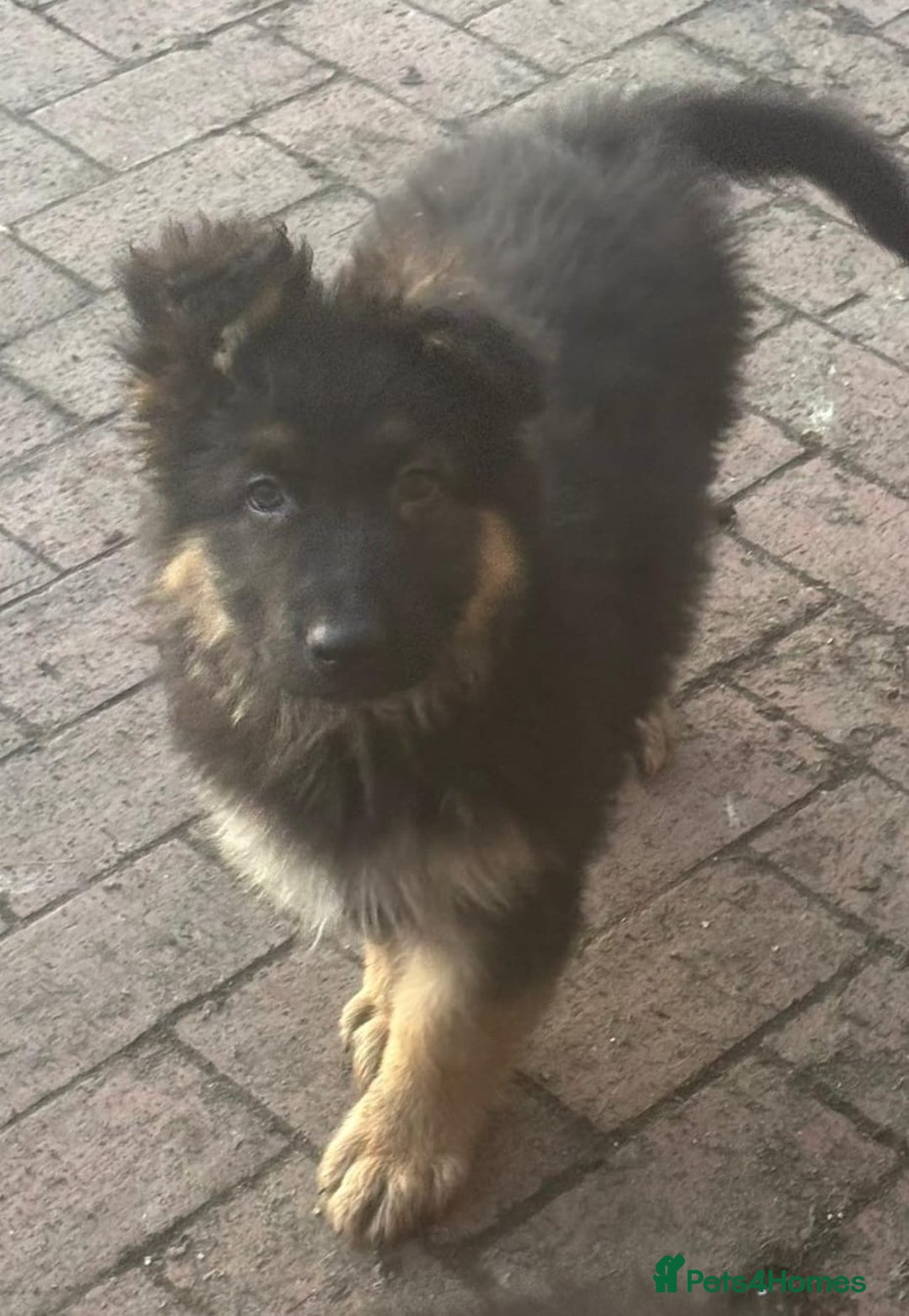 German Shepherd dogs for sale: Kc registered German Shepard pups - Advert 14