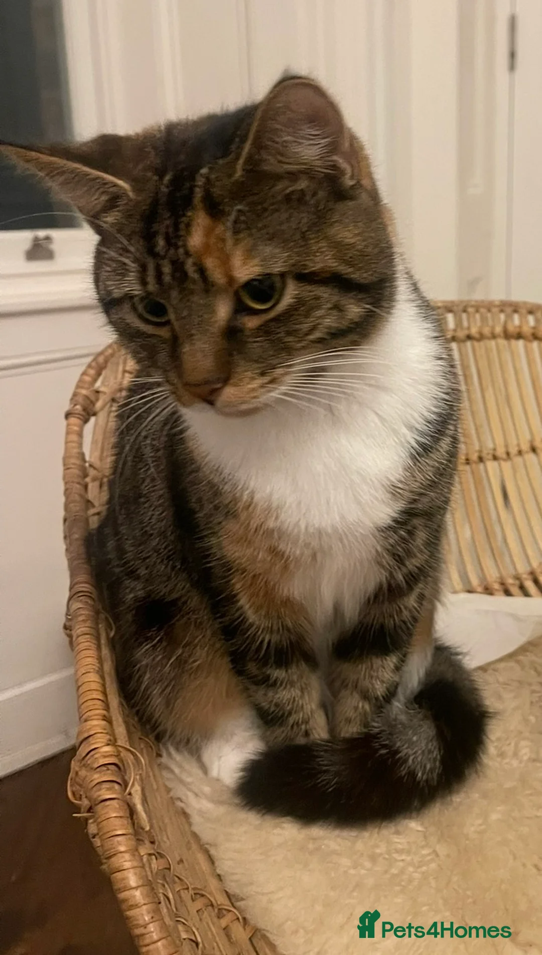 Mixed Breed cats for sale: Kittens - Advert 36