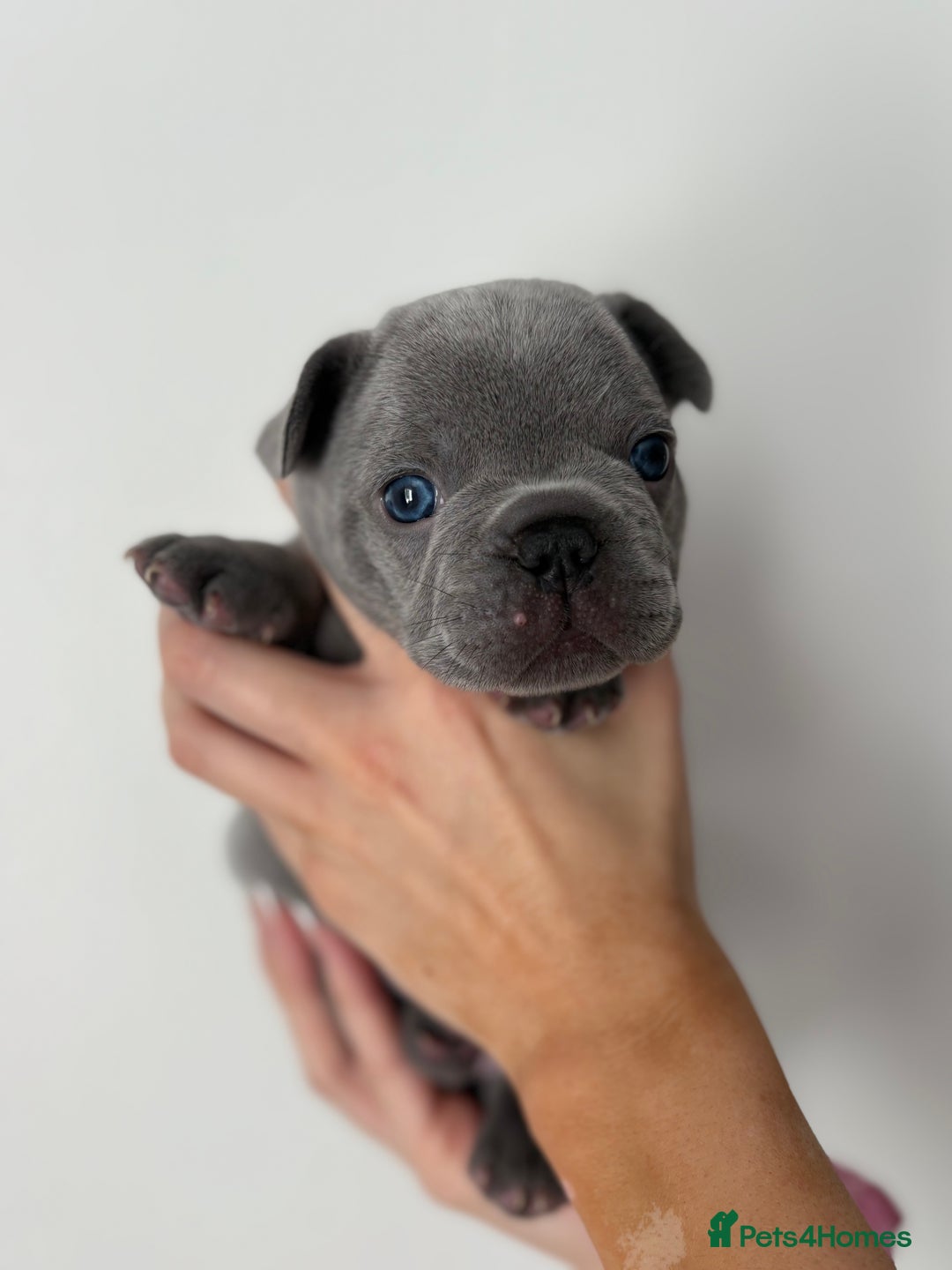 French Bulldog dogs for sale: French bulldog pedigree litter - Image 12