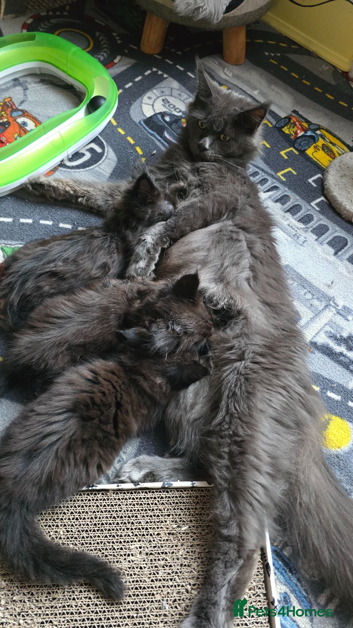 Maine Coon cats ✨ Stunning Maine Coon Babies ✨ - Advert 1