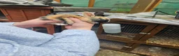 Mixed Breed rabbits for sale: Minilop x rex rabbits  - Advert 16
