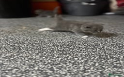 British Shorthair cats for sale: British short hair kittens looking forever home  - Image 8