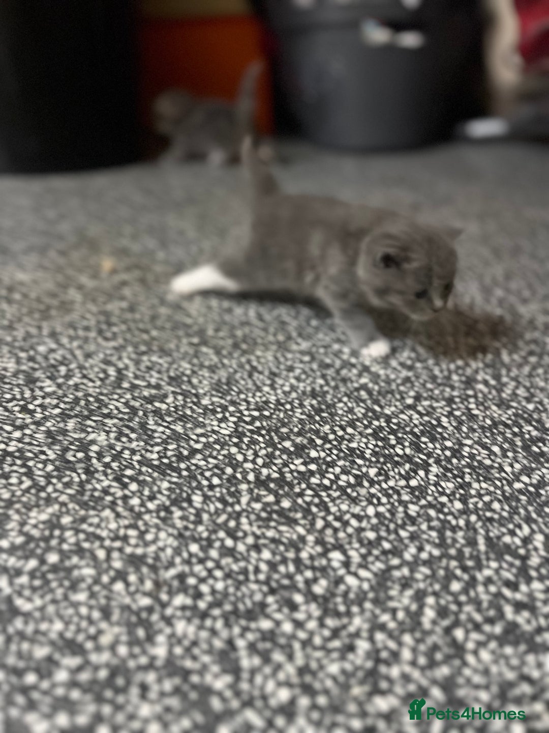 British Shorthair cats for sale: British short hair kittens looking forever home  - Image 8