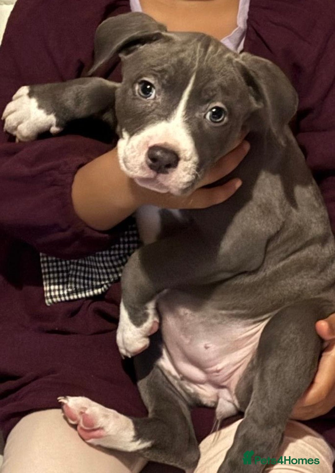 Mixed Breed dogs for sale: Puppy - Advert 5