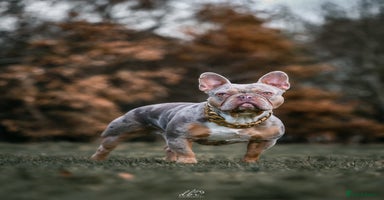 French Bulldog dogs in Sutton Coldfield - Advert 6