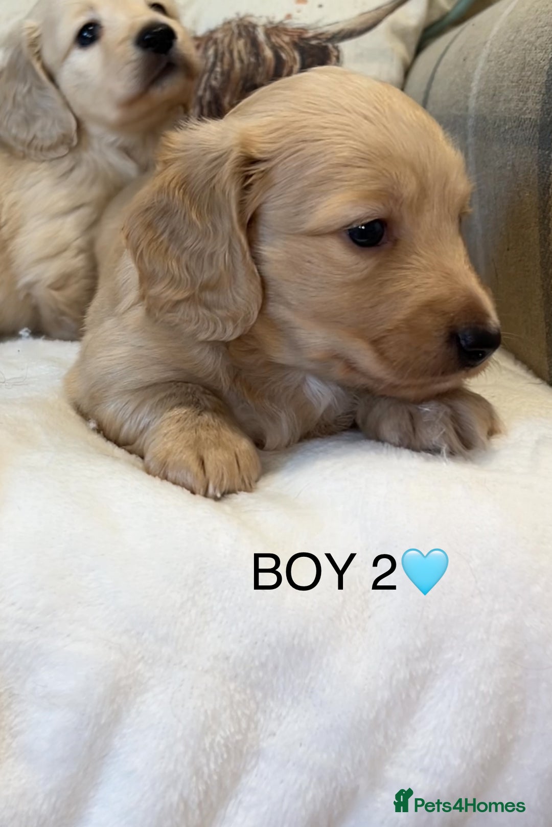 Miniature Dachshund dogs for sale: CREAM MINIATURE DACHSHUNDS💛 - Image 11