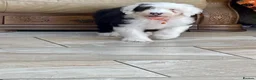 Old English Sheepdog dogs for sale: Two girls available  - Advert 9
