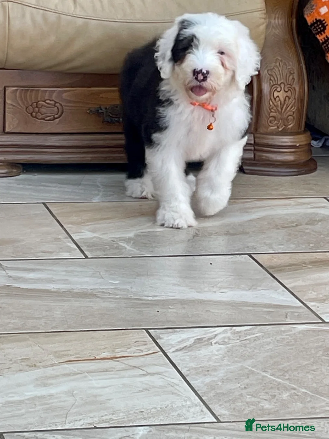 Old English Sheepdog dogs for sale: Two girls available  - Advert 9