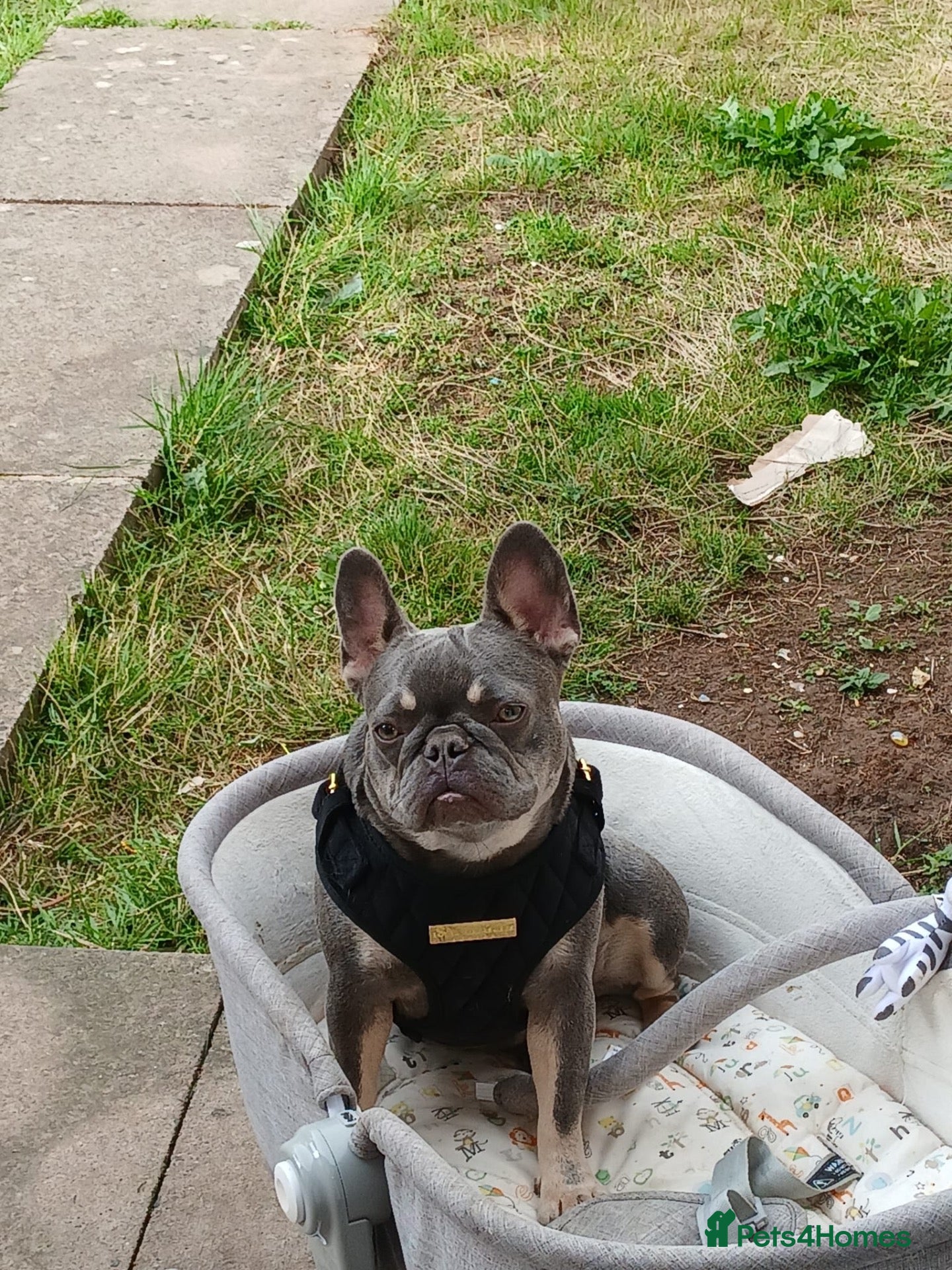 French Bulldog dogs French bulldog Princess - Advert 1