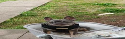 French Bulldog dogs for sale: French bulldog Princess - Advert 1