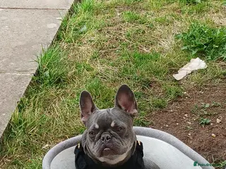 French Bulldog dogs French bulldog Princess - Advert 4