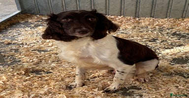 English Springer Spaniel dogs - Advert 16