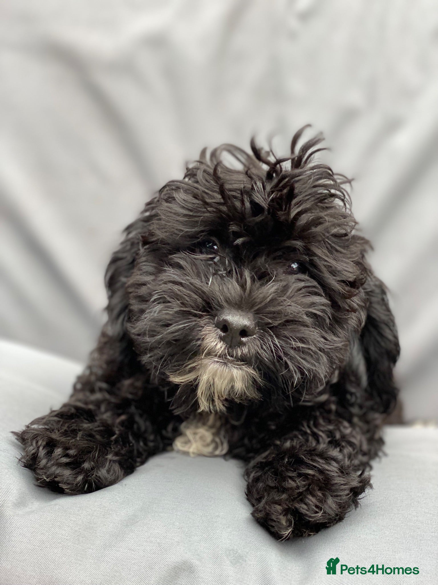 Shihpoo dogs Health Tested,READY TO GO - Advert 1