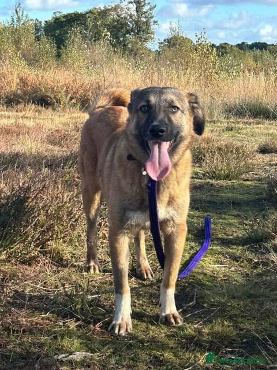 Mixed Breed dogs for adoption: Levi - Norwich Norfolk  - Advert 38