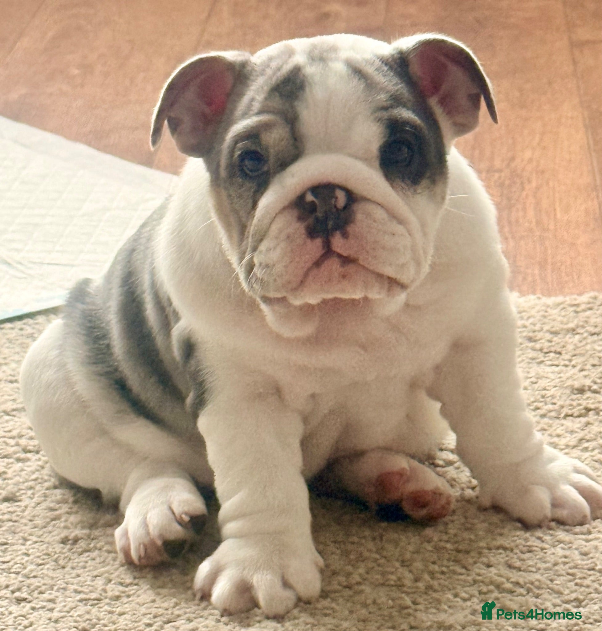 English Bulldog dogs Stunning English Bulldog Pups only 1 available  - Advert 1