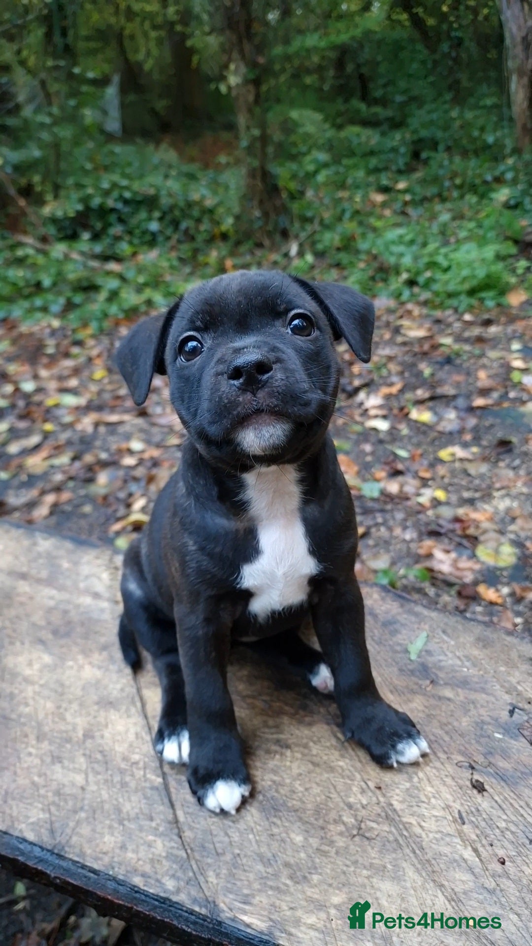 Staffordshire Bull Terrier dogs for sale: Ready Soon, KC reg, Full Vacs, BVA Eye tested 🐾 - Advert 3