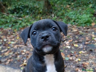 Staffordshire Bull Terrier dogs - Advert 12