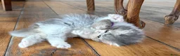 Persian cats for sale: Exotic long haired kittens male and female  - Advert 3