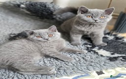 British Shorthair cats for sale: READY 1 boy Pedigree British shorthair  - Image 11