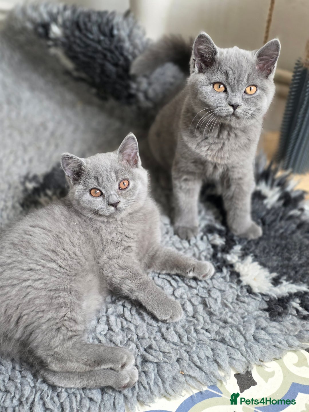 British Shorthair cats for sale: READY 1 boy Pedigree British shorthair  - Image 11