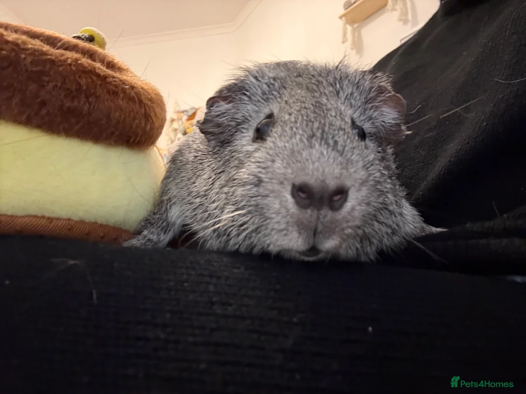 Guinea Pig rodents for sale: Guinea pig Boar - Advert 2