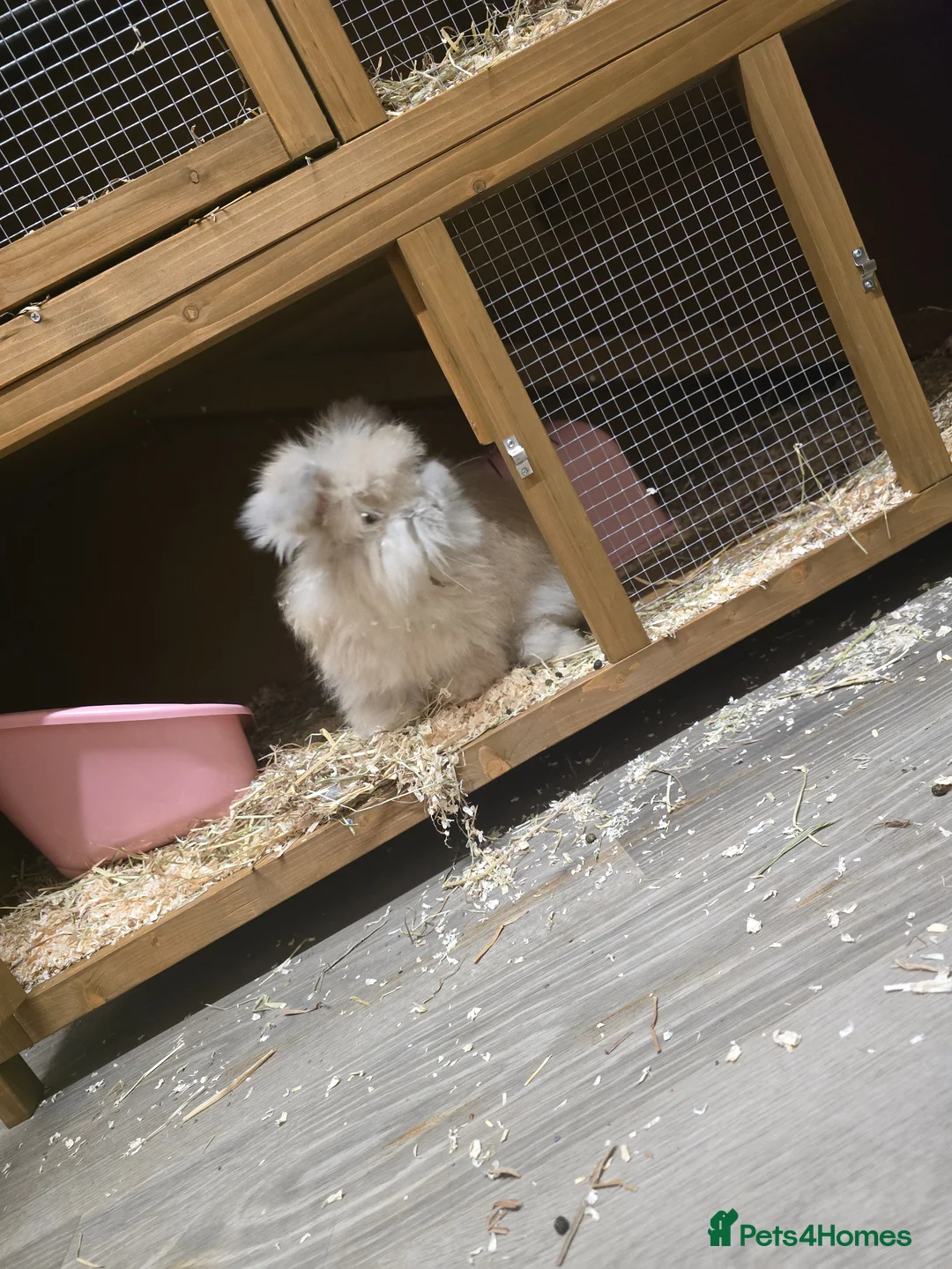 Mixed Breed rabbits for sale: Mixed Breed Rabbits in Beccles - Advert 2