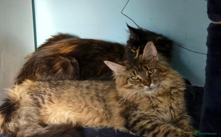 Maine Coon cats - Advert 4