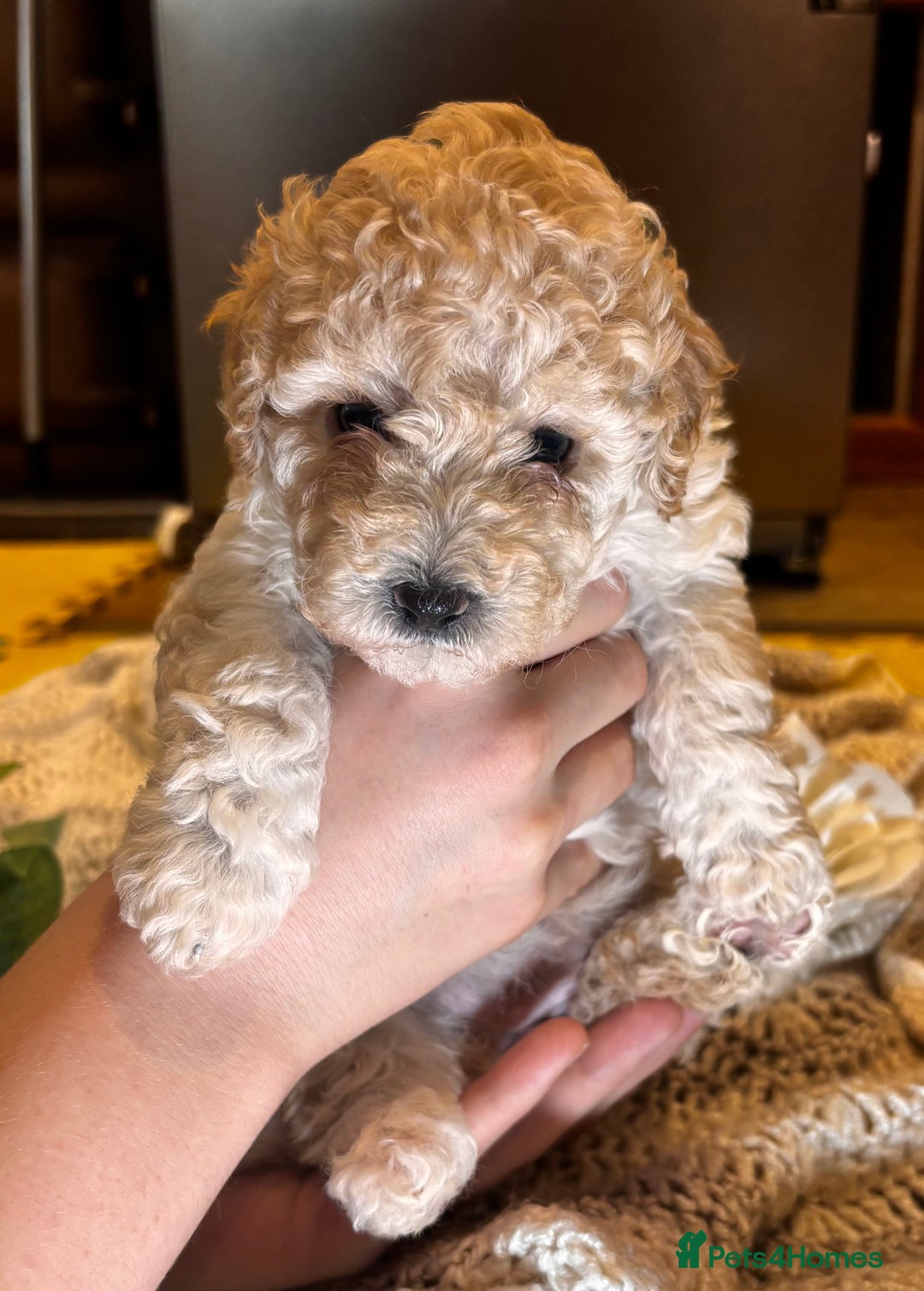 Toy Poodle dogs for sale: TOY POODLE PUPPIES 2 GIRLS 1 BOY LEFT - Image 7
