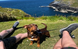 Jack Russell dogs for sale: Wenlock JRT Lilac Bitch (Last one left)  - Image 10