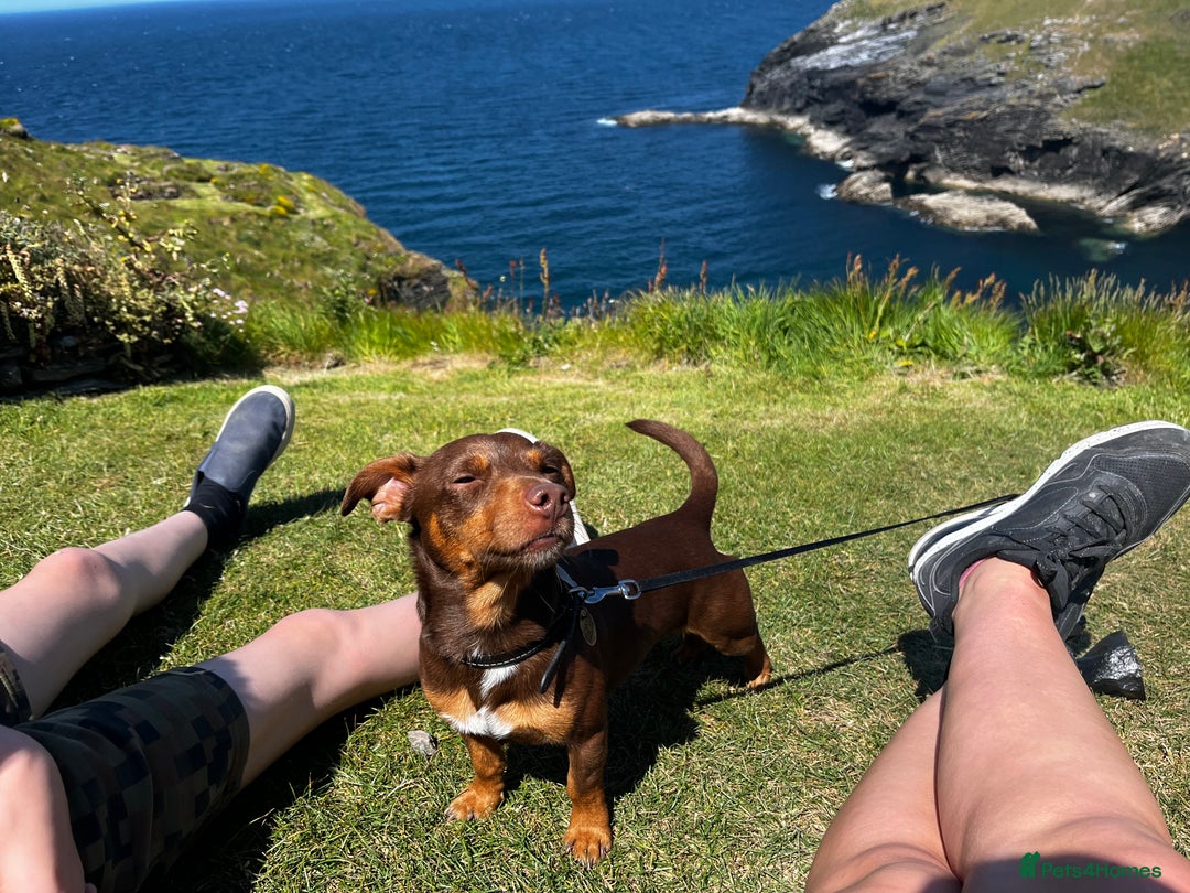 Jack Russell dogs for sale: Wenlock JRT Lilac Bitch (Last one left)  - Image 10