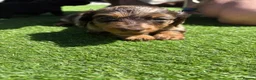 Miniature Dachshund dogs for sale: Miniature Long Haired Daschunds - Advert 14