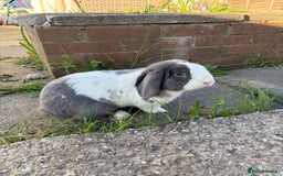 Mini Lop rabbits for sale: Blue eyes, lilac split mini lop - Image 3