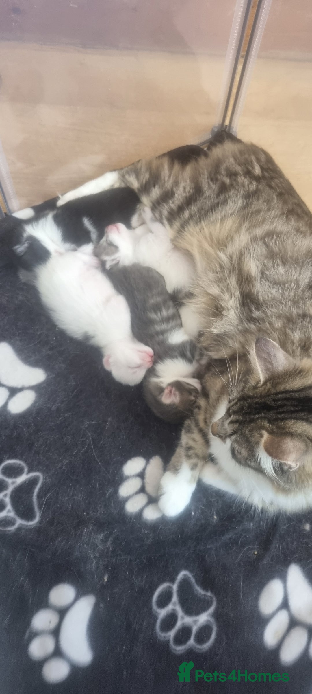 Mixed Breed cats for sale: Beautiful kittens 3 girls 1 boy  - Image 27