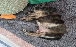 Mixed Breed dogs for sale: Cockapoochis For Sale - Image 2