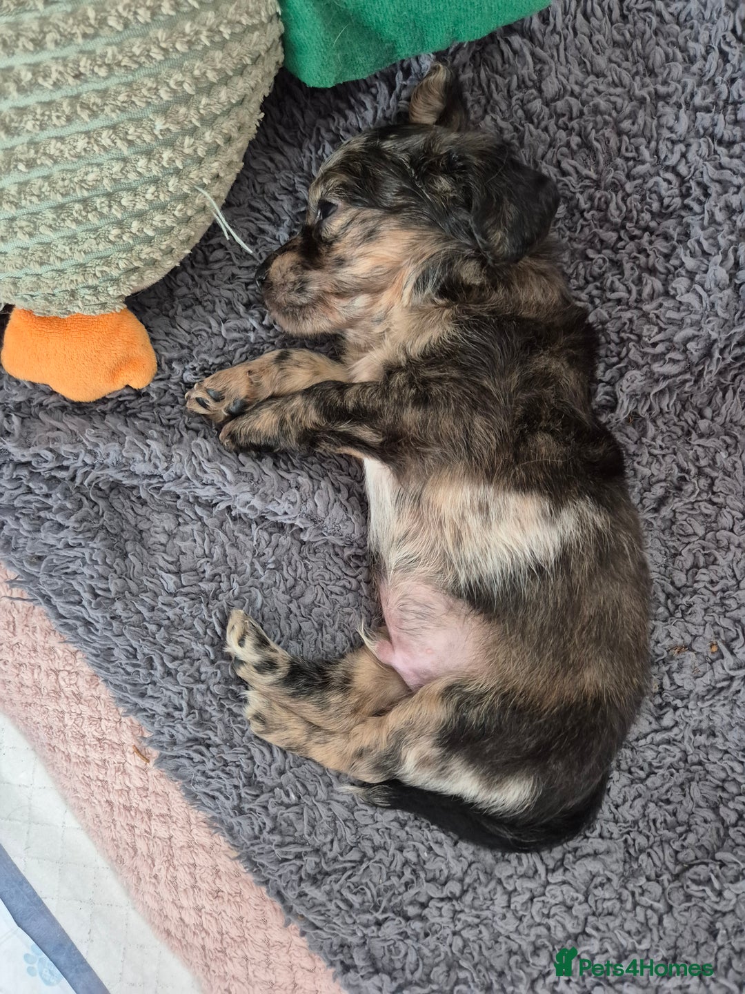 Mixed Breed dogs for sale: Cockapoochis For Sale - Image 2