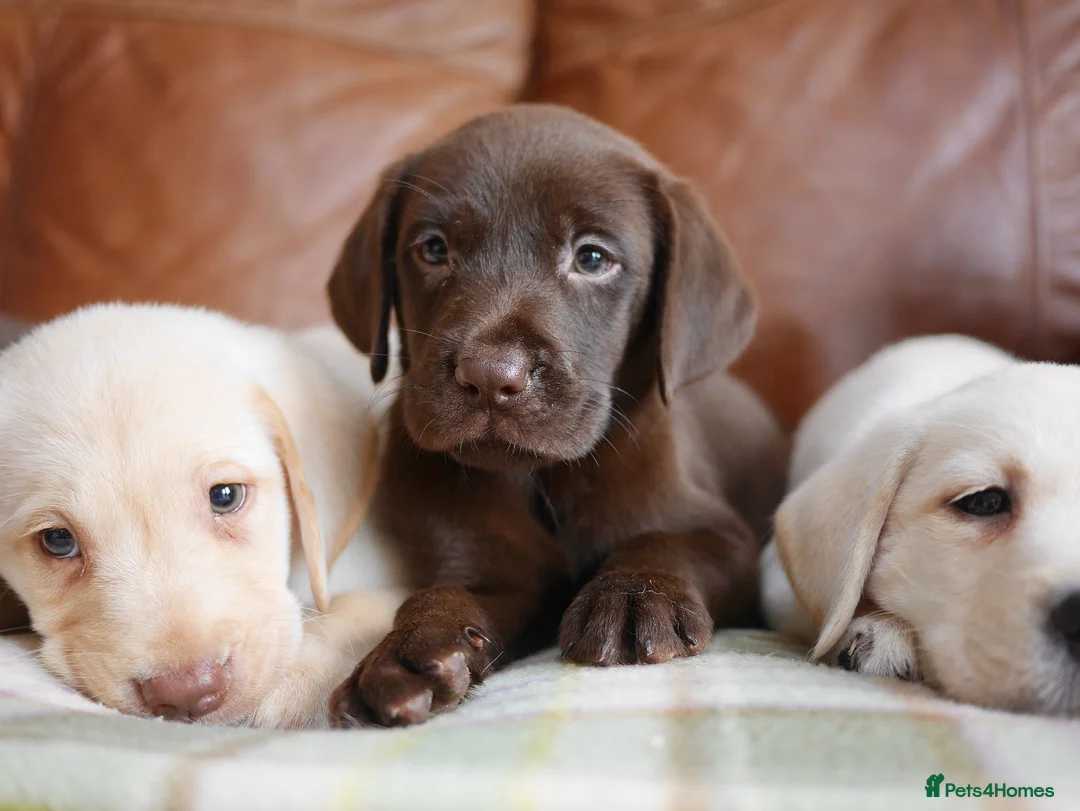 Labrador Retriever dogs for sale: Stunning Health Tested Labrador Puppies - Advert 2