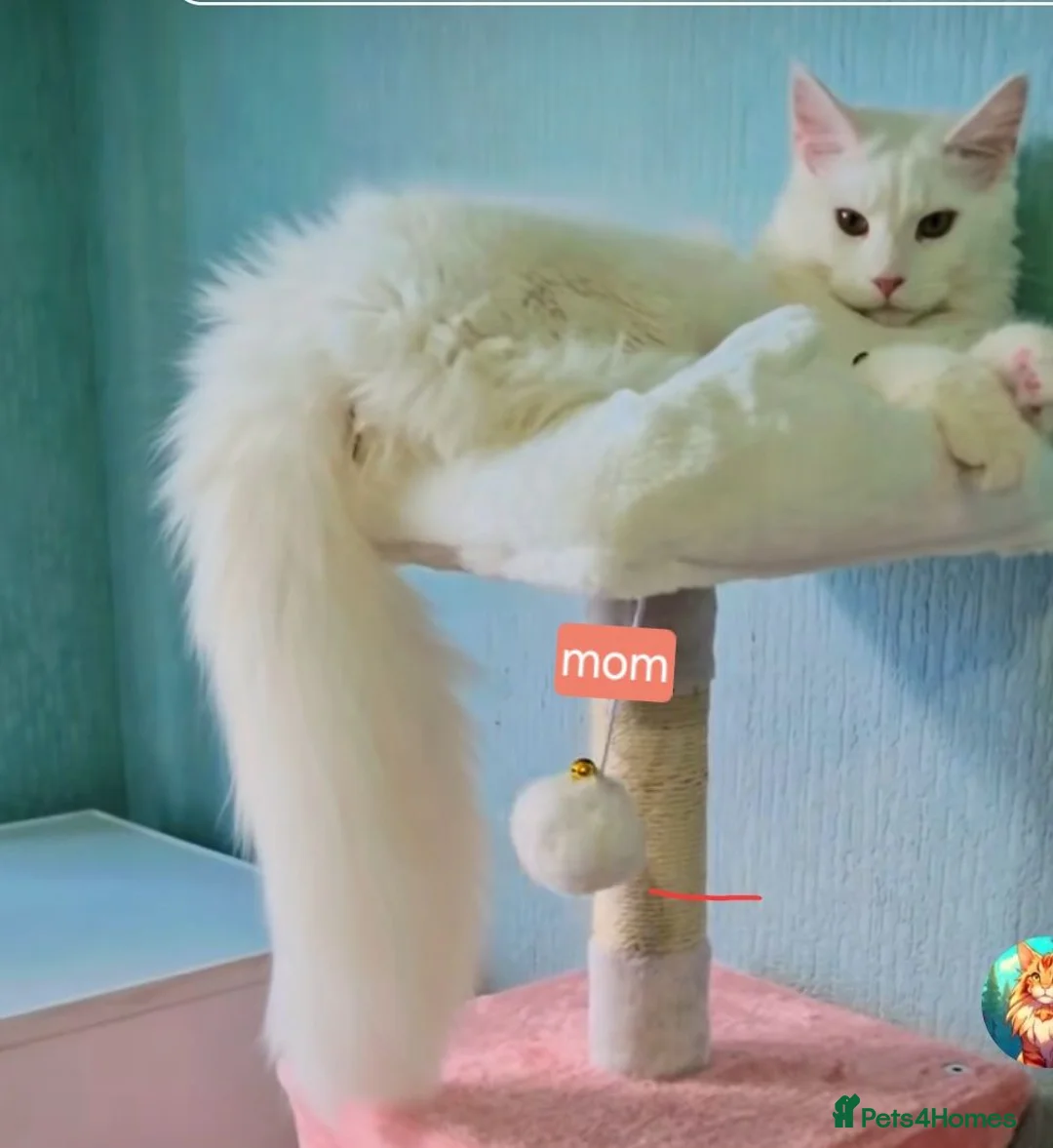 Maine Coon cats for sale: PURE BREED MAINE COON KITTENS AVAILABLE - Advert 1