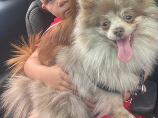 Pomeranian dogs NICE Lilac Merle STUD - Advert 2