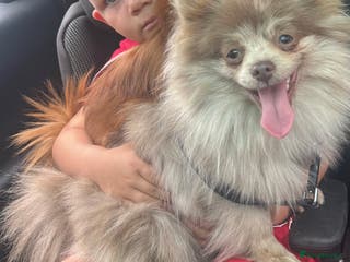 Pomeranian dogs NICE Lilac Merle STUD - Advert 11