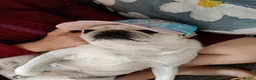 Pug dogs for sale: Mother & Son White Pug bundle of love! in Loughton - Advert 10