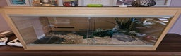 Corn Snake reptiles for sale: Male corn snake  - Advert 4