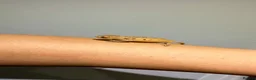 Chameleon reptiles for sale: Home-bred Panther Chameleon Babies for Sale - Advert 7