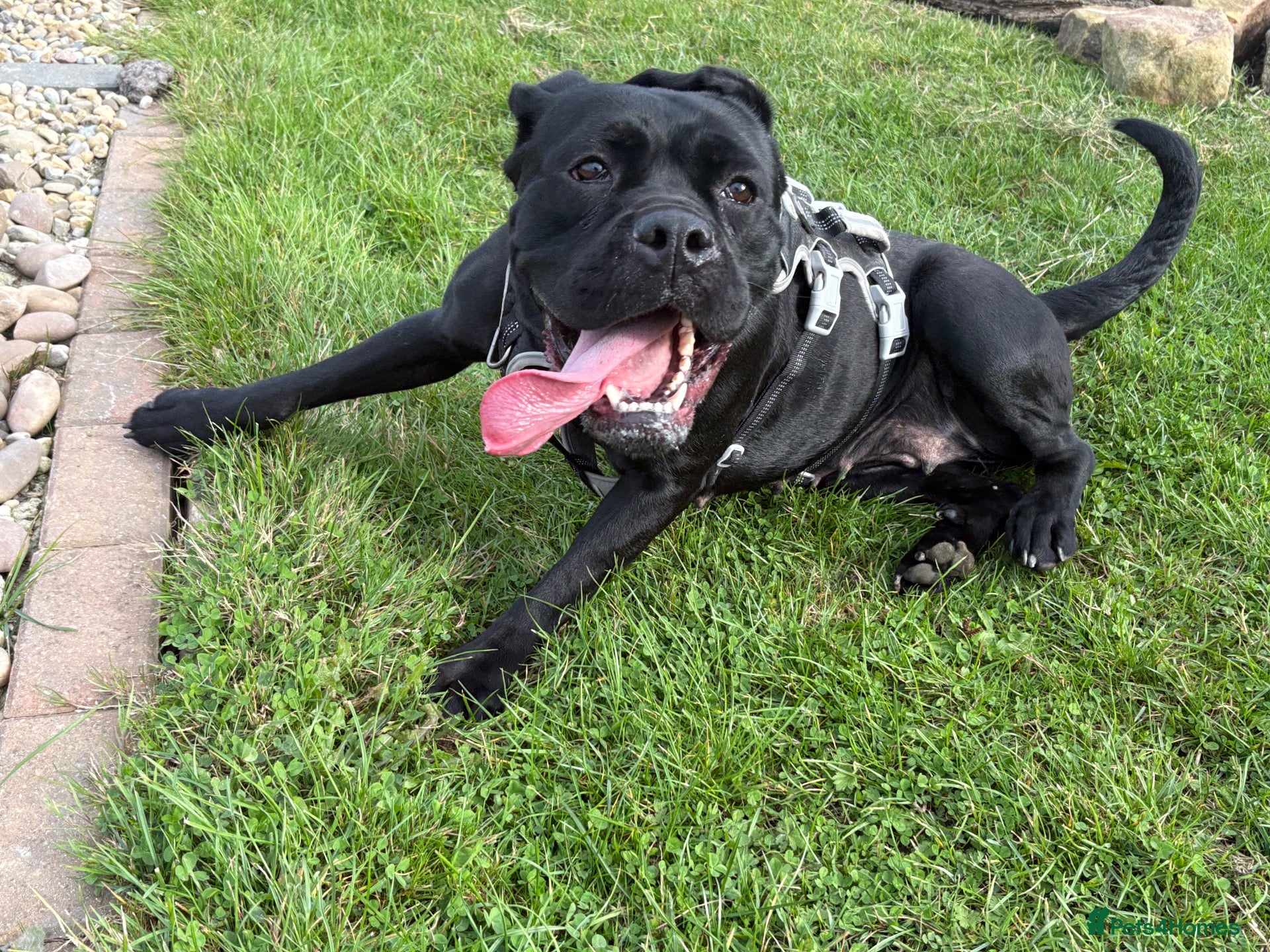 Cane Corso dogs Bonnie - Advert 2