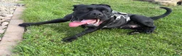Cane Corso dogs for sale: Bonnie - Advert 1