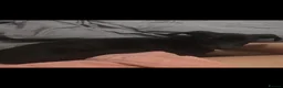 Lurcher dogs for sale: Gorgeous black lurcher pup - Advert 3