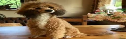 Mini Goldendoodle dogs for sale: Miniature Goldendoodles - Advert 14