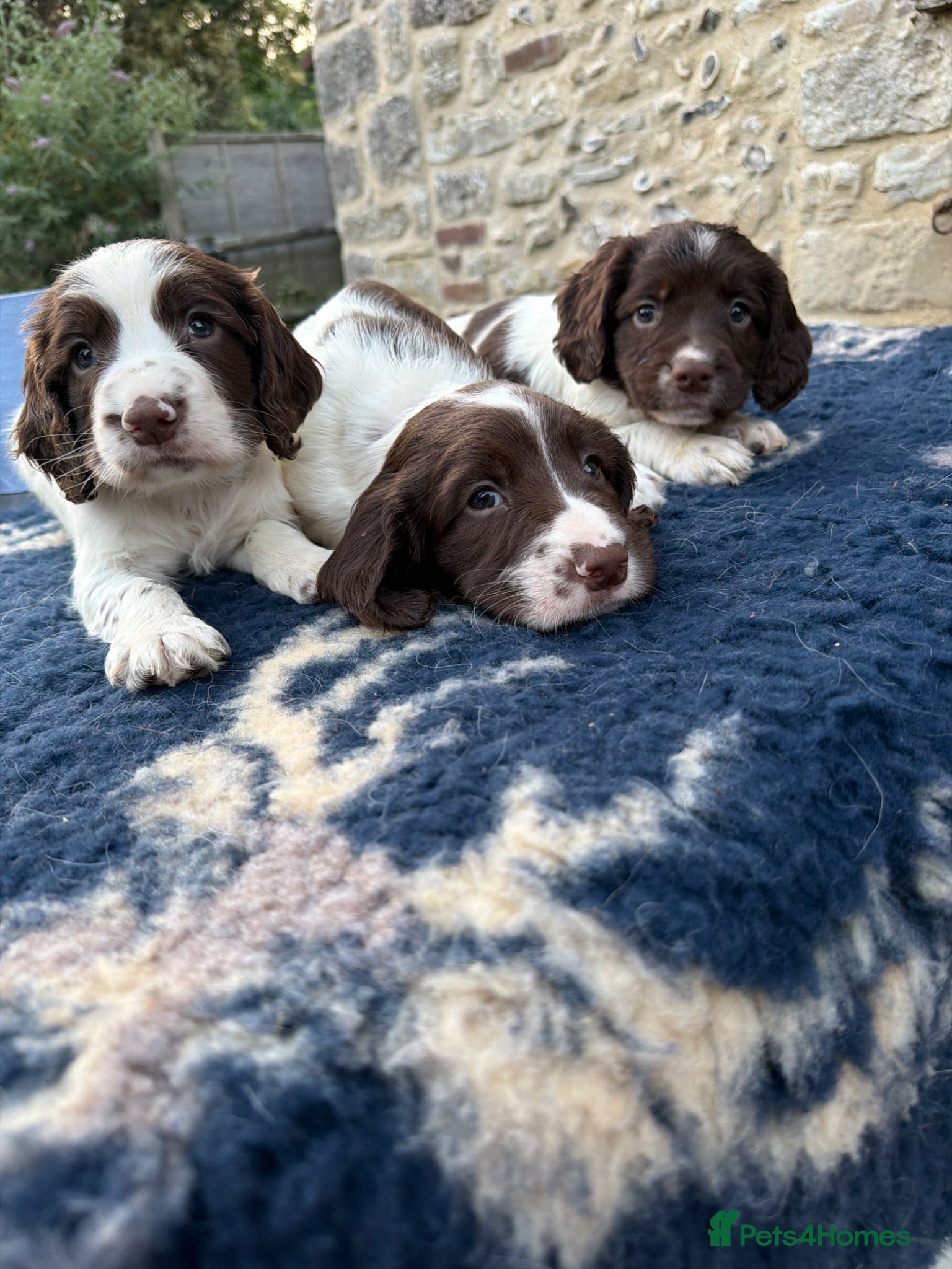 English Springer Spaniel dogs KC reg health tested English springer spaniel  - Advert 1