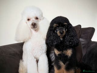 Toy Poodle dogs KC registered poodle studs in Bolton - Advert 6