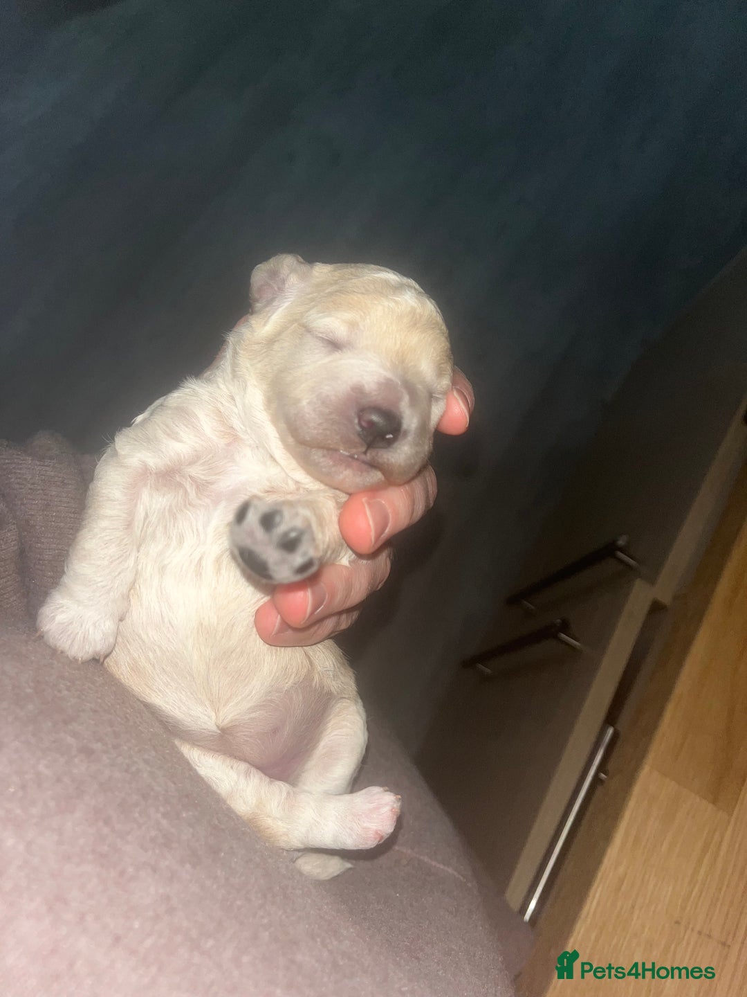 Cockapoo dogs for sale: Toy cockapoo - Advert 12